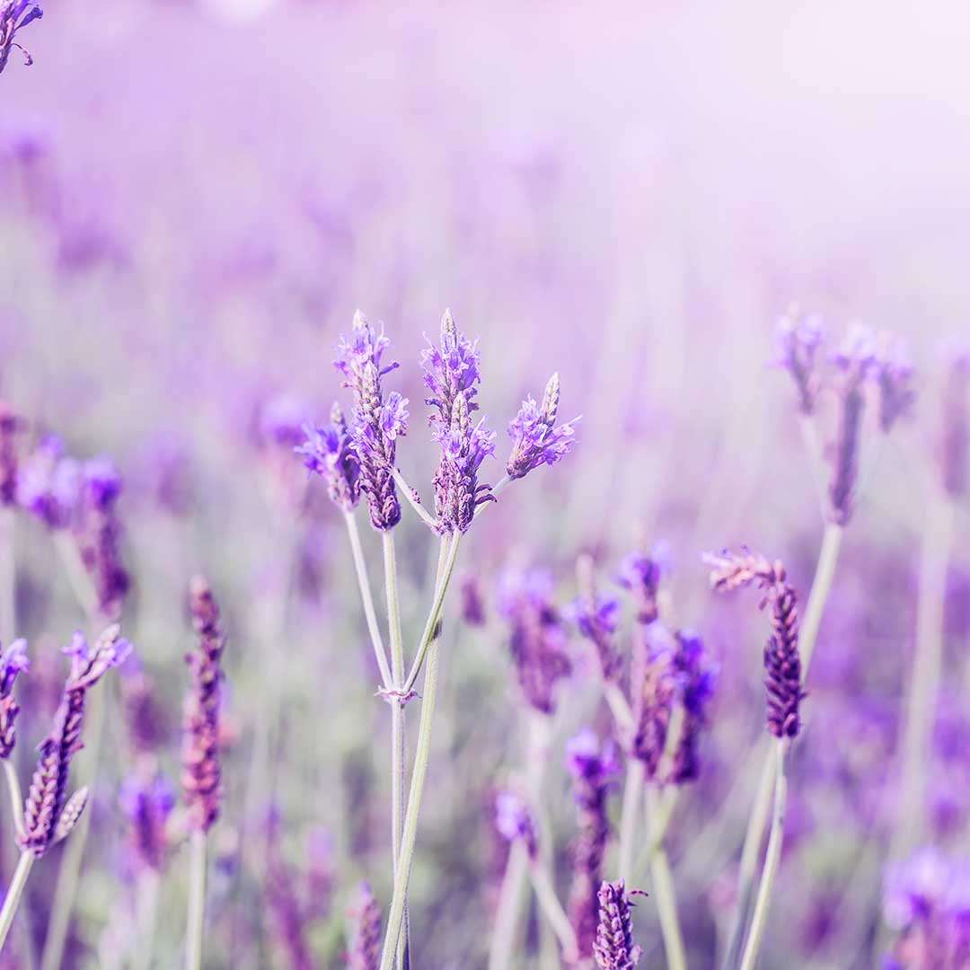 Lavanda