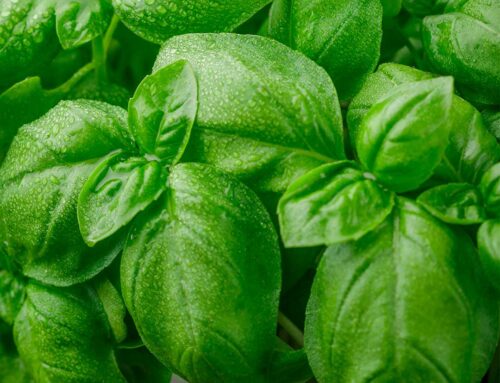 I segreti del basilico, pianta aromatica diffusa ed apprezzata