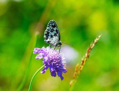 L’importanza della biodiversità e come proteggerla