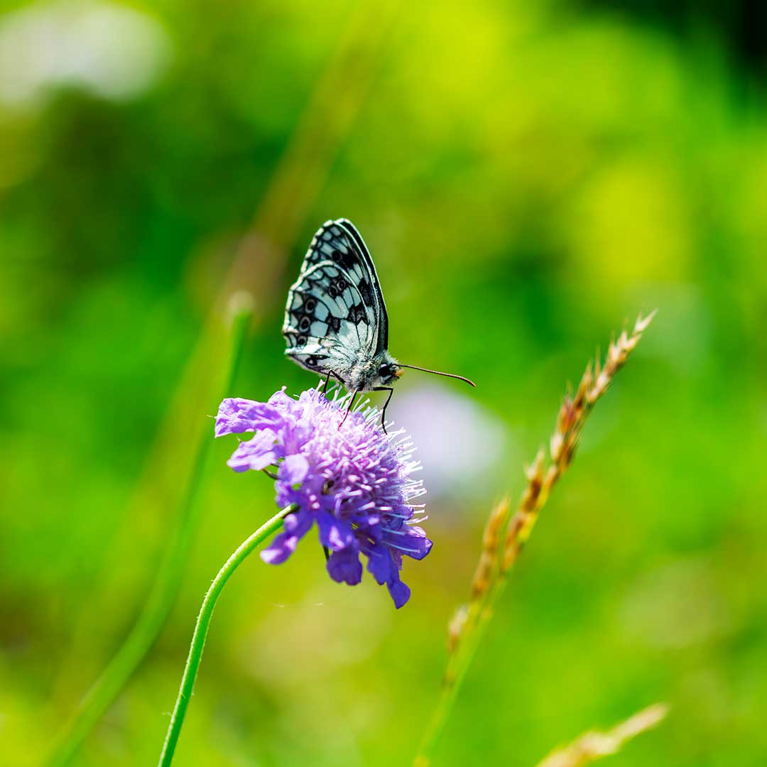 L'importanza della biodiversità e come proteggerla